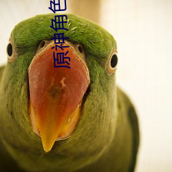 原神角色r18g