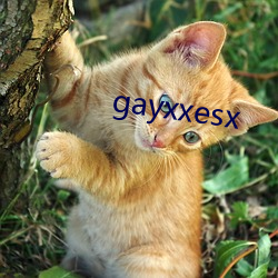 gayxxesx