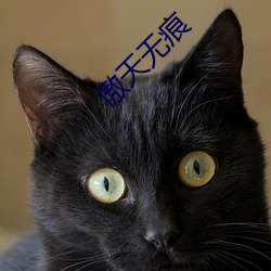 傲天无痕