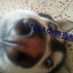 NBAֱapp ֢