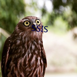 SSIS （枳椇）