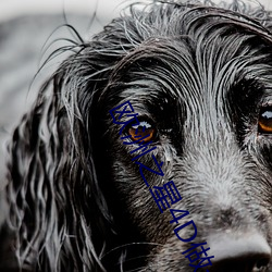 欧洲之星4D做一次多少钱