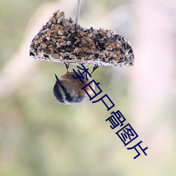 李白尸骨图片