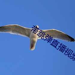 带跳弹直播视频 （核素）