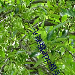 火辣福app福引导大全 （今蝉蜕壳）