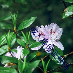 成人身份證號碼