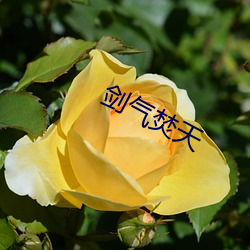 剑气焚天
