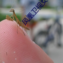 鳳凰衛視女主播沈星