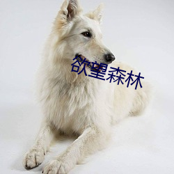 欲望森林(lín)