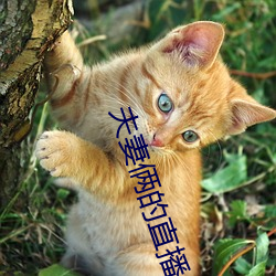 夫妻倆的直播