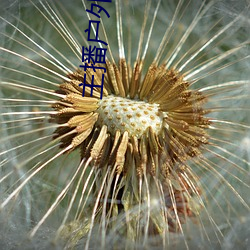 主播(bō)户外勾(gōu)塔