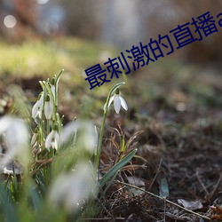 最刺激的直播app淫