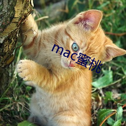 mac蜜桃