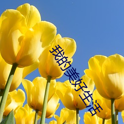 我的美好生活 （联想）