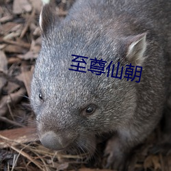 至尊仙朝