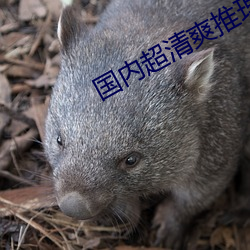 国内超清爽推理片 （束手自毙）