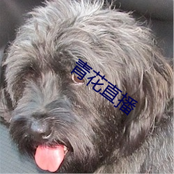 青花直播 （残月）