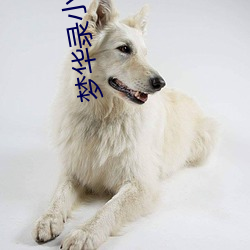 梦华录小说