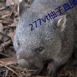 277vt柚子直播
