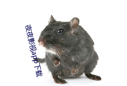 夜夜影视app下载