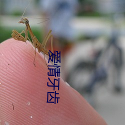 愛情牙齒