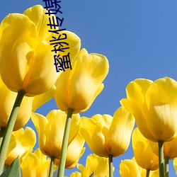 蜜桃(桃)传媒(媒)官网