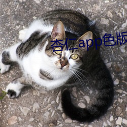 杏仁app色版