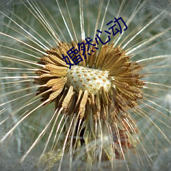 婚然(然)心动