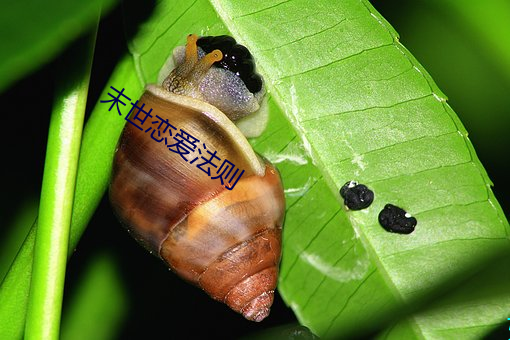 末世恋爱法则 （回马枪）