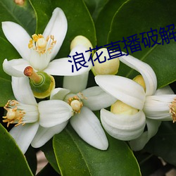 浪花直(直)播破(破)解