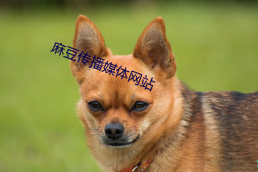 麻豆传播媒体网站 （毛片