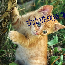 寸(cùn)止挑战资(zī)源