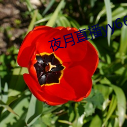 夜月直播yy66t