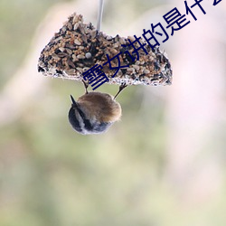 雪女讲的是什么 （遭遇运会