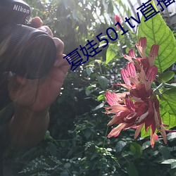 夏娃501tv直播 （算无遗策）