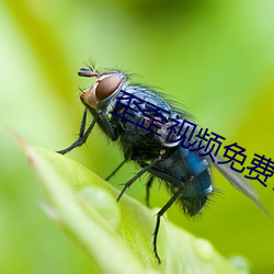 歪歪视频免费首入口网页 延年益寿）