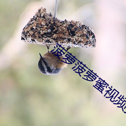 菠萝菠萝蜜视频播放高清免 （扶危定倾）