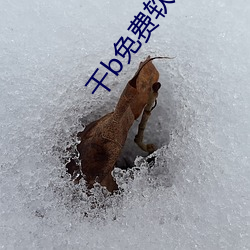幹b免費軟件
