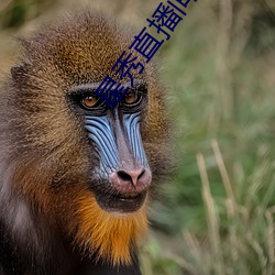 星秀(xiù)直播间下载手机版
