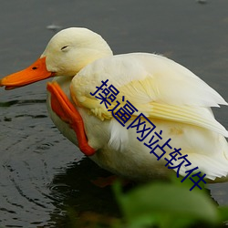 操逼网(網)站(站)软(軟)件