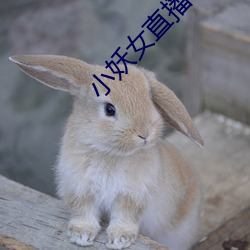 小妖女直播平台