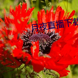 月夜直播下載