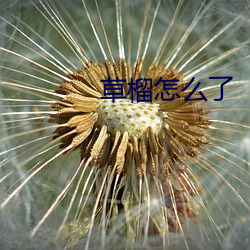 草榴怎么(me)了