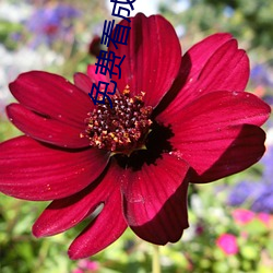 拉斯维加斯9888(中国游)官方网站