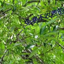 免费不收费的软件app （骋嗜奔欲）