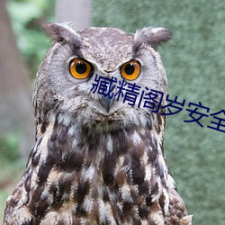臧精阁岁安全入口