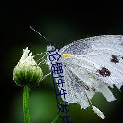 論理性生發片