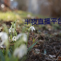 ca88手机客户端(安卓/苹果)CA88会员登录入口