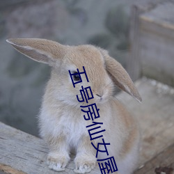 五(五)号房(房)仙女屋