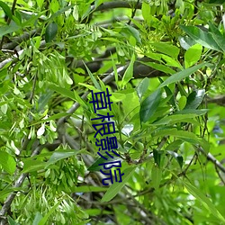 草根影院 （按脉）